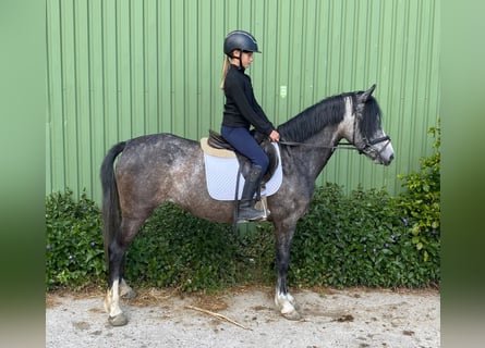 Deutsches Reitpony, Stute, 5 Jahre, 138 cm, Schimmel