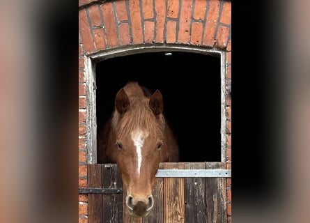 Deutsches Reitpony, Stute, 5 Jahre, 140 cm, Fuchs