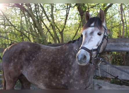 Deutsches Reitpony, Stute, 5 Jahre, 142 cm, Apfelschimmel