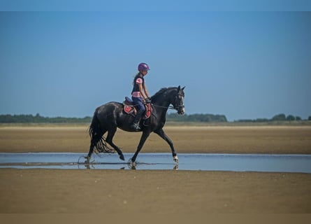 Deutsches Reitpony, Stute, 5 Jahre, 143 cm, Rappe