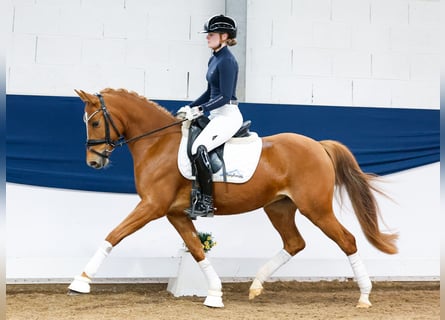 Deutsches Reitpony, Stute, 5 Jahre, 144 cm, Fuchs