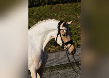 Deutsches Reitpony, Stute, 5 Jahre, 144 cm, Palomino