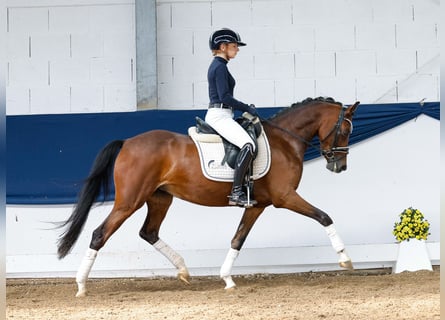 Deutsches Reitpony, Stute, 5 Jahre, 145 cm, Brauner