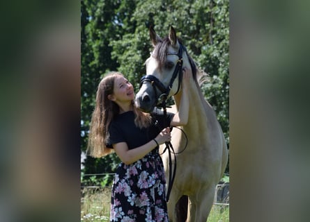 Deutsches Reitpony, Stute, 5 Jahre, 145 cm, Buckskin