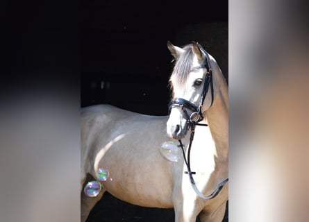 Deutsches Reitpony, Stute, 5 Jahre, 145 cm, Buckskin