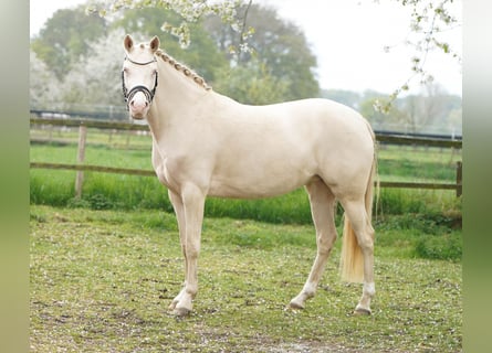 Deutsches Reitpony, Stute, 5 Jahre, 145 cm, Cremello