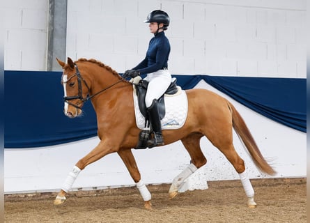 Deutsches Reitpony, Stute, 5 Jahre, 145 cm, Fuchs