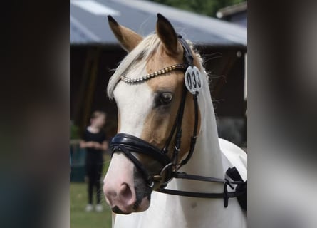 Deutsches Reitpony, Stute, 5 Jahre, 145 cm, Schecke