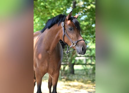 Deutsches Reitpony, Stute, 5 Jahre, 146 cm, Brauner