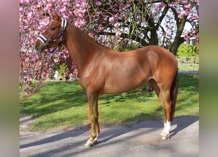Deutsches Reitpony, Stute, 5 Jahre, 146 cm