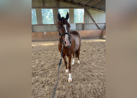 Deutsches Reitpony, Stute, 5 Jahre, 146 cm, Fuchs