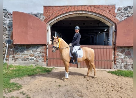 Deutsches Reitpony, Stute, 5 Jahre, 146 cm, Palomino