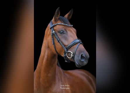 Deutsches Reitpony, Stute, 5 Jahre, 147 cm, Brauner