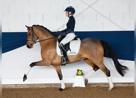 Deutsches Reitpony, Stute, 5 Jahre, 147 cm, Brauner