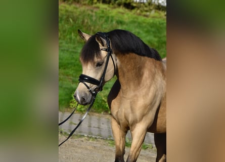 Deutsches Reitpony, Stute, 5 Jahre, 147 cm, Falbe
