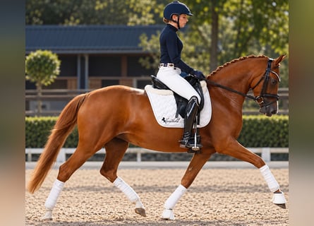 Deutsches Reitpony, Stute, 5 Jahre, 147 cm, Fuchs