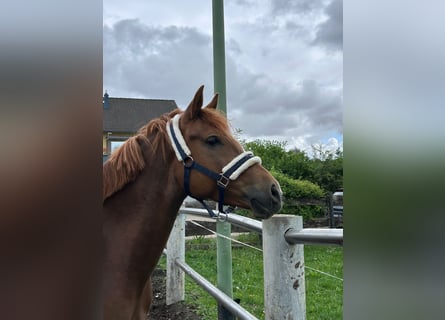 Deutsches Reitpony, Stute, 5 Jahre, 147 cm, Fuchs