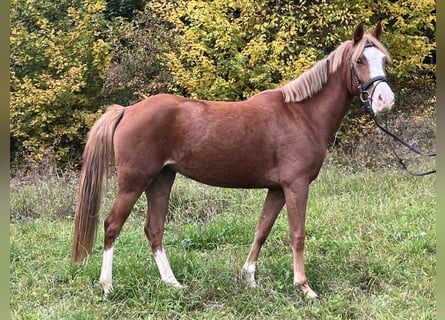 Deutsches Reitpony, Stute, 5 Jahre, 147 cm, Fuchs