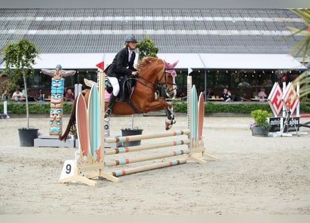 Deutsches Reitpony, Stute, 5 Jahre, 147 cm, Fuchs