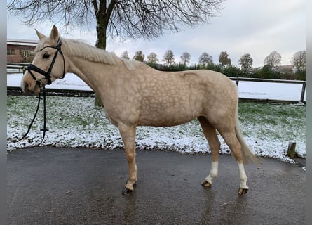 Deutsches Reitpony, Stute, 5 Jahre, 147 cm, Palomino