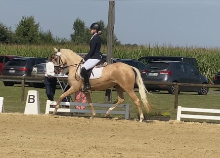 Deutsches Reitpony, Stute, 5 Jahre, 147 cm, Palomino