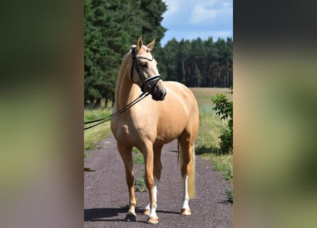 Deutsches Reitpony, Stute, 5 Jahre, 147 cm, Palomino