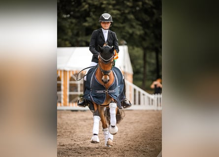 Deutsches Reitpony, Stute, 5 Jahre, 148 cm, Brauner