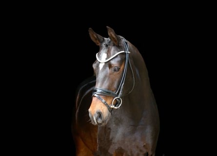 Deutsches Reitpony, Stute, 5 Jahre, 148 cm, Brauner