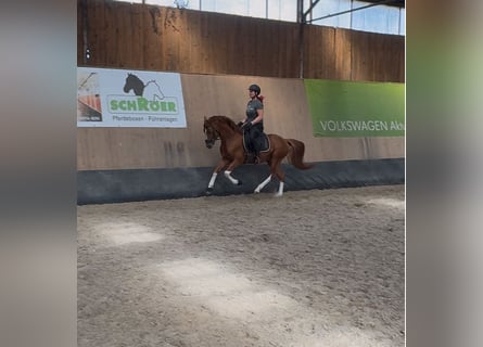 Deutsches Reitpony, Stute, 5 Jahre, 148 cm