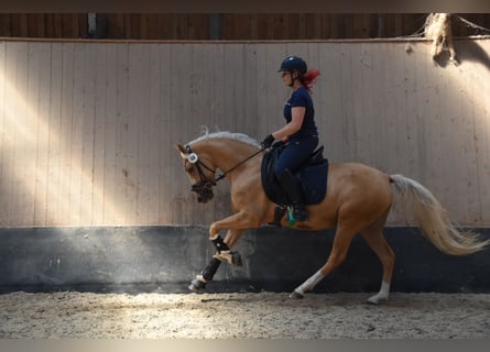 Deutsches Reitpony, Stute, 5 Jahre, 148 cm