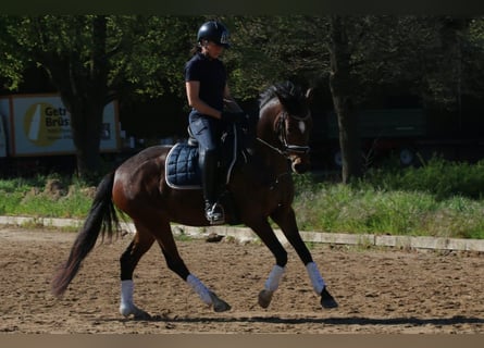 Deutsches Reitpony, Stute, 5 Jahre, 148 cm, Dunkelbrauner