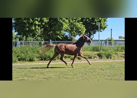 Deutsches Reitpony, Stute, 5 Jahre, 148 cm, Dunkelfuchs