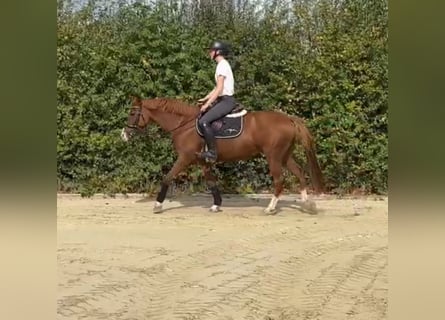 Deutsches Reitpony, Stute, 5 Jahre, 148 cm, Fuchs