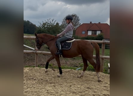 Deutsches Reitpony, Stute, 5 Jahre, 148 cm, Fuchs Deutsches Reitpony, Stute, 5 Jahre, 148 cm, Fuchs