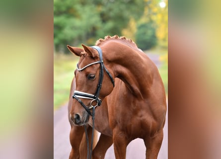 Deutsches Reitpony, Stute, 5 Jahre, 148 cm, Fuchs