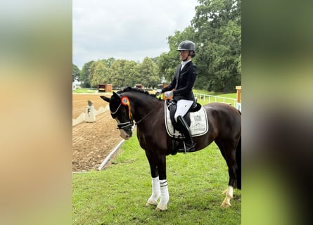 Deutsches Reitpony, Stute, 5 Jahre, 148 cm, Rappe