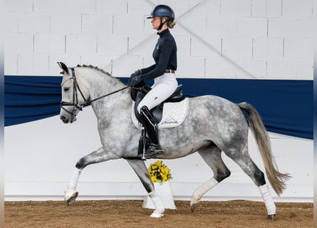 Deutsches Reitpony, Stute, 5 Jahre, 149 cm, Schimmel