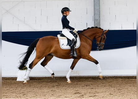 Deutsches Reitpony, Stute, 5 Jahre, 150 cm, Brauner