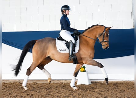 Deutsches Reitpony, Stute, 5 Jahre, 150 cm, Brauner