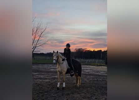 Deutsches Reitpony, Stute, 5 Jahre, 152 cm, Palomino