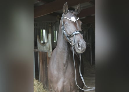 Deutsches Reitpony, Stute, 5 Jahre, 152 cm, Rappe