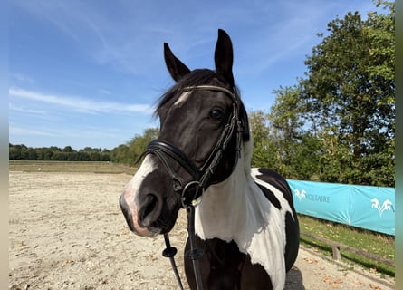 Deutsches Reitpony, Stute, 5 Jahre, 152 cm, Schecke