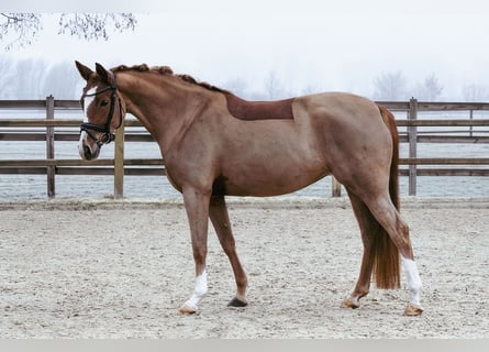 Deutsches Reitpony, Stute, 5 Jahre, 153 cm, Fuchs