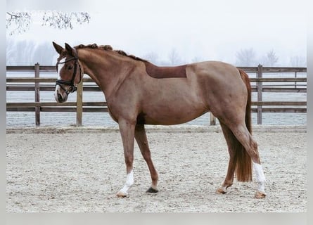 Deutsches Reitpony, Stute, 5 Jahre, 153 cm, Fuchs
