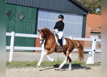 Deutsches Reitpony, Stute, 5 Jahre, 154 cm, Fuchs