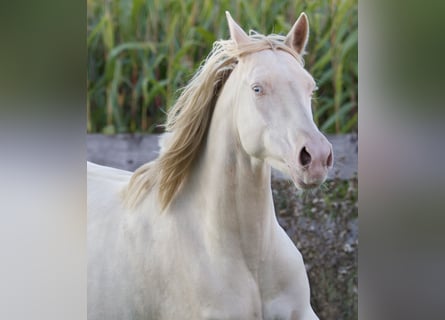 Deutsches Reitpony, Stute, 5 Jahre, 155 cm, Cremello