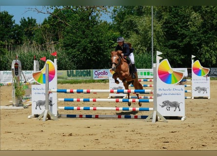 Deutsches Reitpony, Stute, 6 Jahre, 138 cm, Falbe