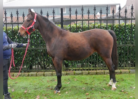 Deutsches Reitpony, Stute, 6 Jahre, 141 cm