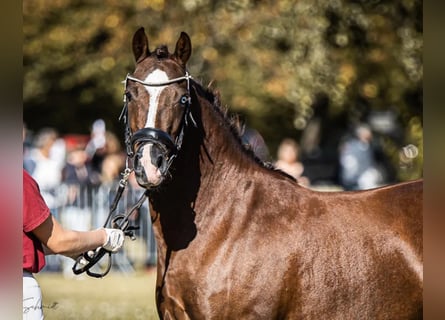Deutsches Reitpony, Stute, 6 Jahre, 144 cm, Dunkelfuchs