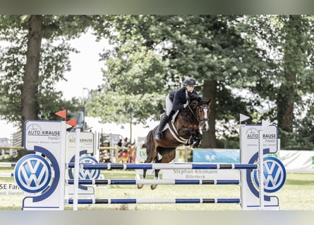 Deutsches Reitpony, Stute, 6 Jahre, 146 cm, Dunkelbrauner